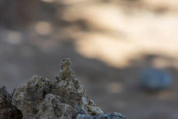 A large wild lizard on a rock.