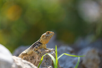 A large wild lizard on a rock.