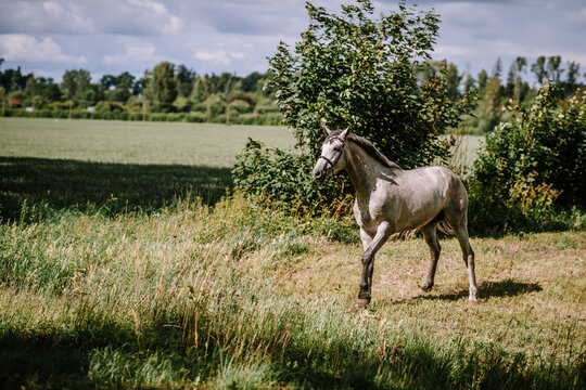 In a picturesque meadow, a serene gray horse grazes peacefully, harmoniously blending with the natural surroundings.