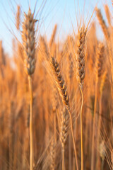 Fototapeta premium Ears of golden wheat close up. Wheat field under blue sky. Autumn harvest concept background. Vertical orientation