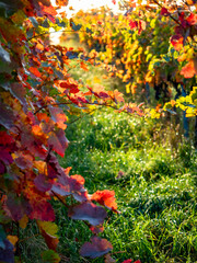 Herbstlich gefärbtes Weinlaub am Weinstock