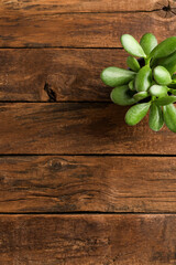 Small succulent on rustic wooden background. Top view