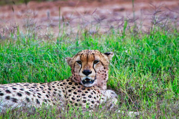 Close up of a Young Cheetah Male in Maasai Mara, Kenya, Africa