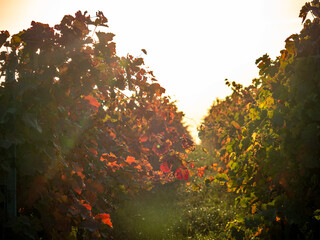 Herbstlich gefärbtes Weinlaub am Weinstock