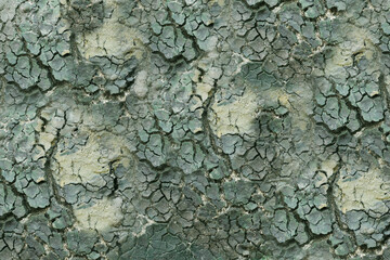 The surface of the dried earth close-up. Old hardened dirt, uneven, textured, dirty green in color.