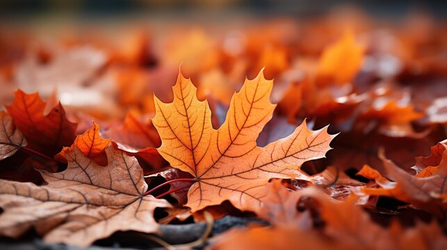autumn leaves background, autumn concept collage