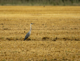 paysage d'un champ avec un héron cendré un soir d'été