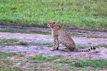 Close up of a Young Cheetah Male in Maasai Mara, Kenya, Africa