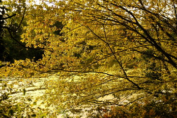 Automne au Bois de Boulogne, Paris, France