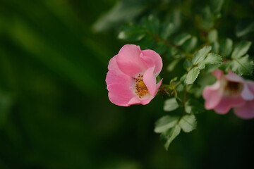 Obraz premium Fleurs de Paris, France