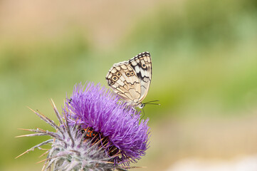Underwing view of a Levantine marble white (Melanargia titea) butterfly of the family Nymphalidae.