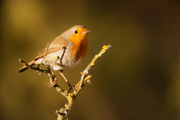 Petirrojo sobre rama de encina