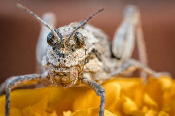 Saltamontes sobre flor