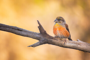 Fototapeta premium Macho de Piquituerto común