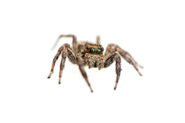 Araña (saltícido) sobre fondo blanco