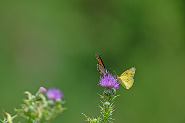 Clouded Yellow butterfly (Colias croceus) fedding on nectar of flower on green background. Wildlife scene in nature.