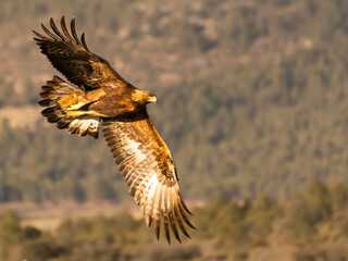 Águila real en vuelo