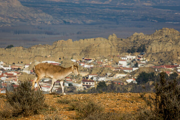 Cabra montesa junto a un pueblo
