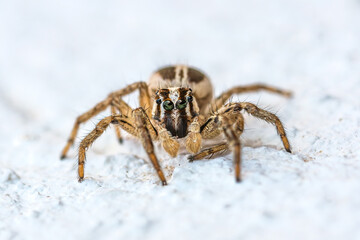 Araña (saltícido)