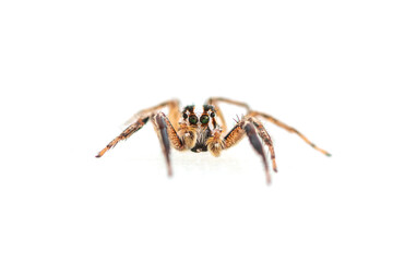 Araña (saltícido) sobre fondo blanco