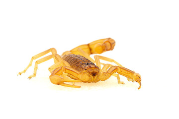 Escorpión con fondo blanco
