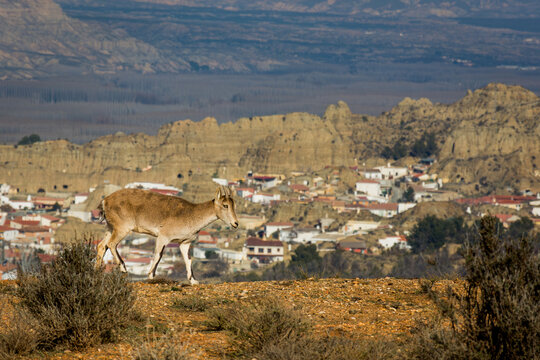 Cabra montesa junto a un pueblo