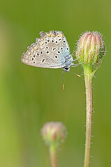 Wing underside view of male Anatolian Zephyr Blue (Plebejus modicus)