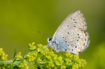 Wing underside view of male Anatolian Zephyr Blue (Plebejus modicus)