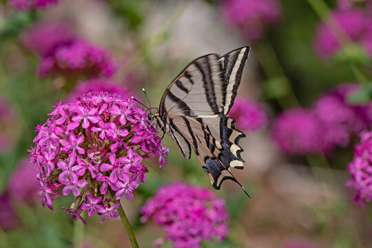 Butterfly Rare swallowtail (Iphiclides podalirius, sail swallowtail or pear tree swallowtail) close-up on a flower. Macro photo of a beautiful, rare butterfly