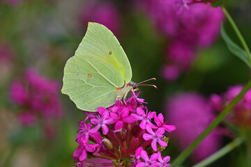 Common Brimstone (Gonepteryx rhamni) butterfly foraging on Silene compata flowers