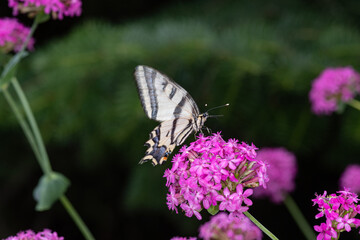 Butterfly Rare swallowtail (Iphiclides podalirius, sail swallowtail or pear tree swallowtail) close-up on a flower. Macro photo of a beautiful, rare butterfly
