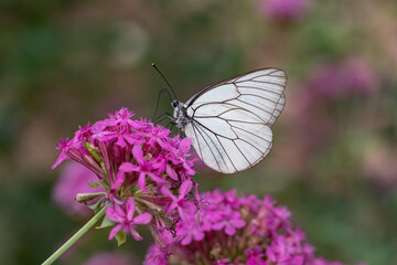 Black veined White butterfly veins, on purple flower, close-up of a white butterfly in nature, focus on foreground, black background.