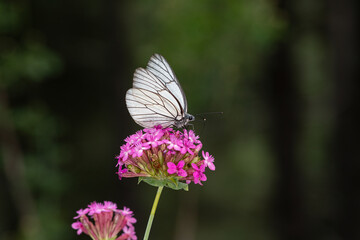 Black veined White butterfly veins, on purple flower, close-up of a white butterfly in nature, focus on foreground, black background.