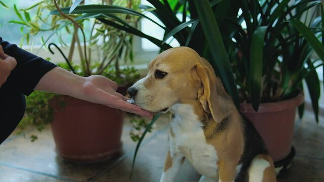 Woman giving pill to cute Beagle dog at home, closeup. Vitamins for animal