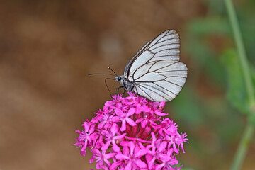Black veined White butterfly veins, on purple flower, close-up of a white butterfly in nature, focus on foreground, black background.