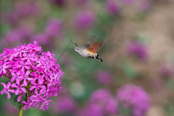 Bir silene compacta çiçeğine doğru uçan sinek kuşu şahin güvesi.