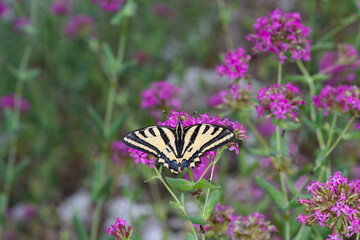 Butterfly Rare swallowtail (Iphiclides podalirius, sail swallowtail or pear tree swallowtail) close-up on a flower. Macro photo of a beautiful, rare butterfly