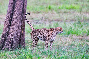 Cheetah marking a tree with his scent in Maasai Mara, Kenya, Africa