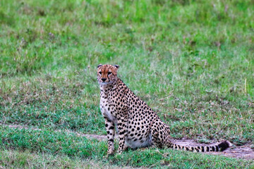 A lone Cheetah waits for his coalition to begin hunting in Maasai Mara, Kenya, Africa