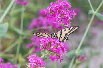 Butterfly Rare swallowtail (Iphiclides podalirius, sail swallowtail or pear tree swallowtail) close-up on a flower. Macro photo of a beautiful, rare butterfly