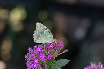 Mediterranean Fritillary (Argynnis pandora) is a butterfly that flies very fast in open terrain.