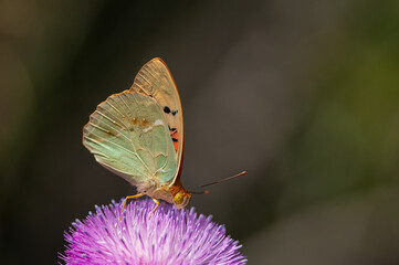 Mediterranean Fritillary (Argynnis pandora) is a butterfly that flies very fast in open terrain.