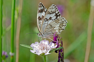 Underwing view of a Levantine marble white (Melanargia titea) butterfly of the family Nymphalidae.
