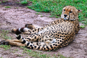 Close up of a Young Cheetah Male in Maasai Mara, Kenya, Africa