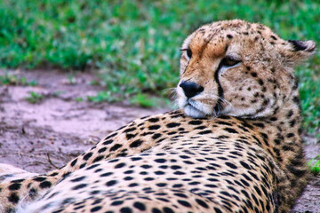 Close up of a Young Cheetah Male in Maasai Mara, Kenya, Africa