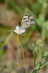 Underwing view of a Levantine marble white (Melanargia titea) butterfly of the family Nymphalidae.