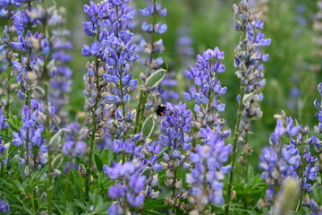 Purple Lupine wildflowers in the Tahoe National Forest.