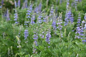 Purple Lupine wildflowers in the Tahoe National Forest.