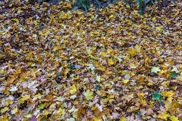 Background of color autumn leaves