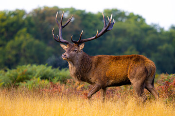 Red deer in Richmond Park London